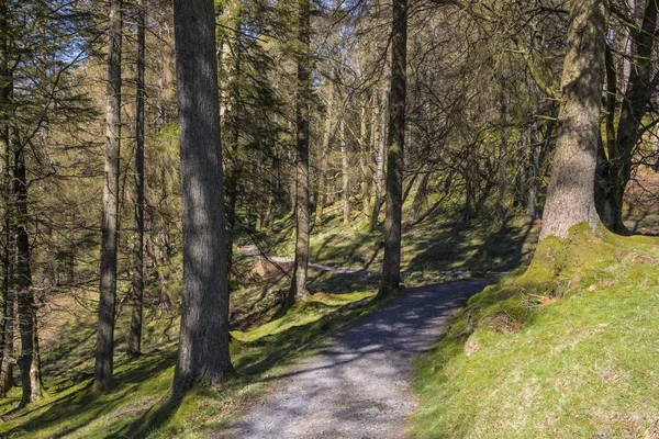 Skogsområde på Tarn Hows — Stockfoto