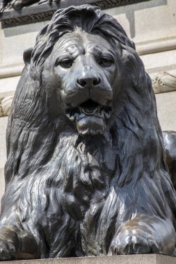 Londra'da Trafalgar Meydanı aslan