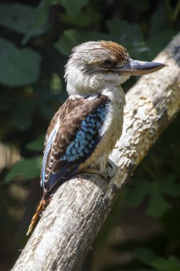 Ağaca tünemiş ahmak kuş