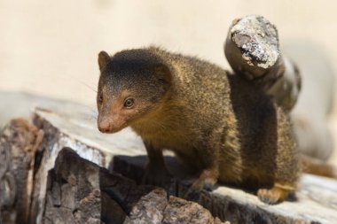 Bir cüce Firavun faresi