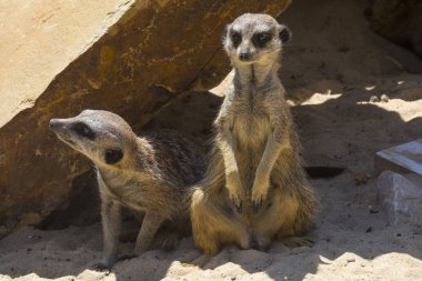 İki fundalıklardır göz kulak