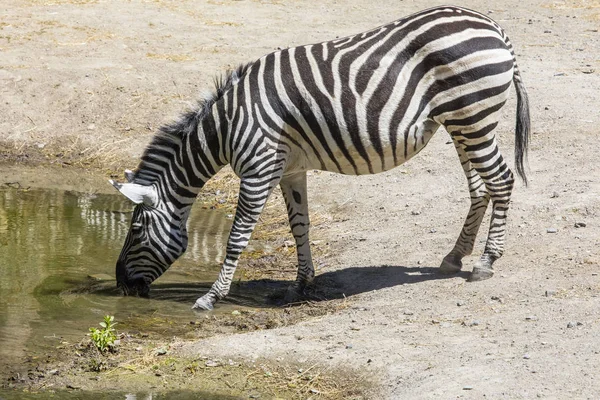 Zebra, picie z jeziora — Zdjęcie stockowe