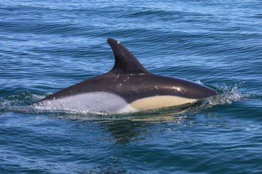 Yunus Yüzme Algarve'deki/daki oteller