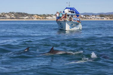 Algarve içinde yüzme yunuslar