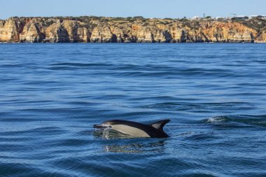 Yunus Yüzme Algarve'deki/daki oteller