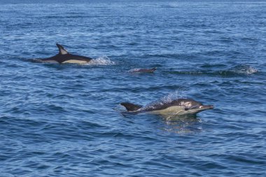 Algarve içinde yüzme yunuslar