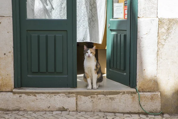 Katze auf portugiesisch — Stockfoto