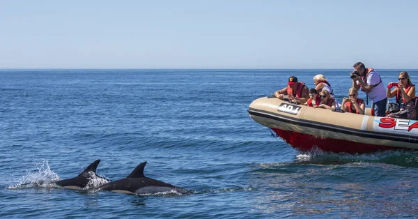 돌고래 Algarve에서 보트 여행 — 스톡 사진
