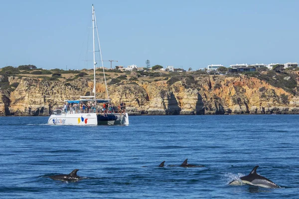 Algarve에서 돌고래 — 스톡 사진