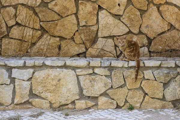 Kedi Portekiz — Stok fotoğraf