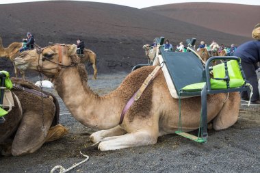 Deve sürmek Timanfaya Milli Parkı