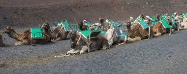 Deve sürmek Timanfaya Milli Parkı