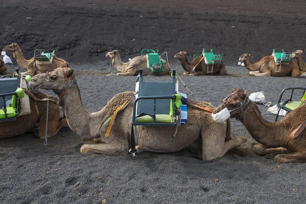 Camel Rides at Timanfaya National Park — Stock Photo, Image