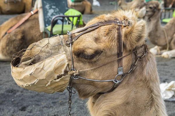 Camel at Timanfaya National Park — Stock Photo, Image