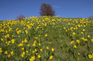 Nergis bahar mevsiminde