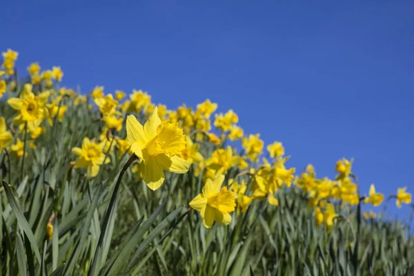 Narcisos durante la temporada de primavera —  Fotos de Stock