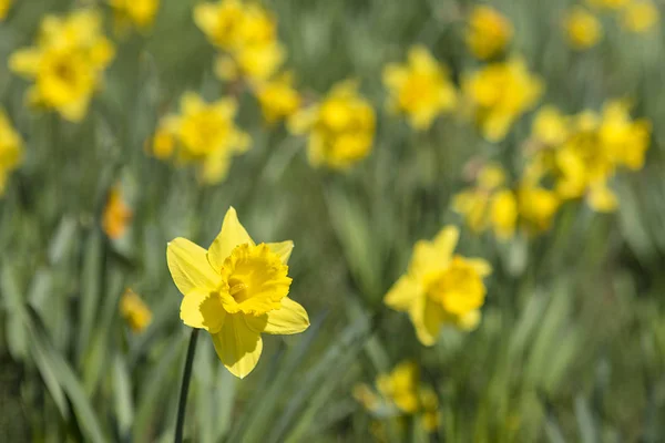 Daffodil under vårsäsongen — Stockfoto