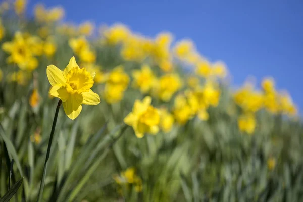 Narciso Durante la temporada de primavera —  Fotos de Stock