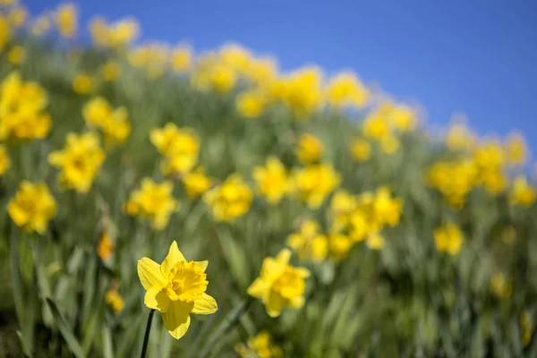 Narcisos durante la temporada de primavera —  Fotos de Stock