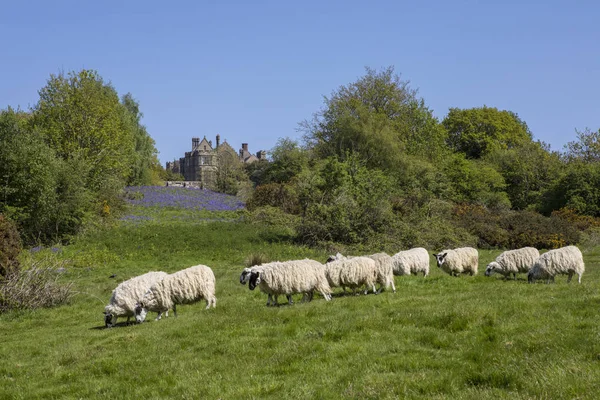 Schapen in de Battle Abbey in East Sussex — Stockfoto