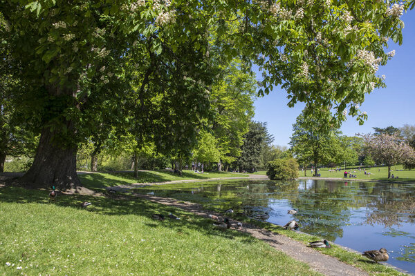 A view of the lake in Colchester Castle Park in the historic town of Colchester, Essex, UK. 