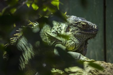 İngiltere'de bir hayvanat bahçesindeki bir Iguana.