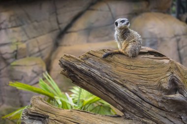 Bir ağaç gövdesinde oturan çöl faresi. 