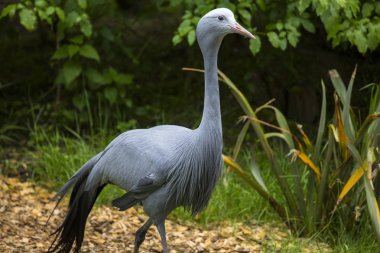 Bir vinç bir hayvanat bahçesi muhafaza içinde bir görüntü. On beş tür vinç dört cins.