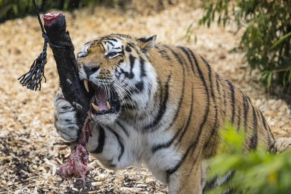 Tiger Gnawing Meat Zoo — Stock Photo, Image