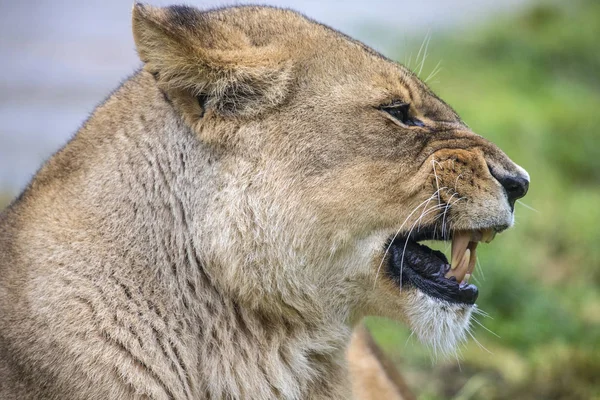 Львица Принимающая Агрессивную Позу — стоковое фото