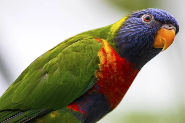 Een Regenboog Vogels Zoek Naar Camera — Stockfoto