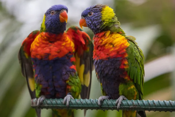 Bir duvara tünemiş gökkuşağı Lorikeets. 