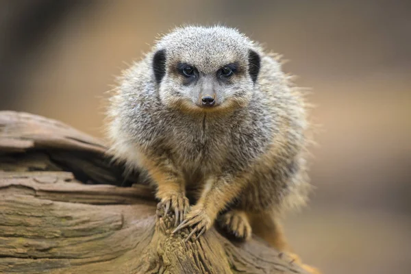 Meerkat Looking Camera — Stock Photo, Image