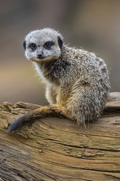 Suricata Sentado Tronco Árbol — Foto de Stock