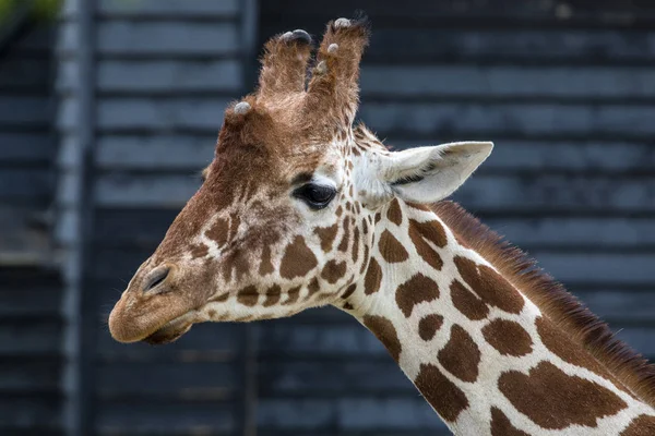 Żyrafa Zoo Bliska — Zdjęcie stockowe