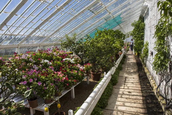 Arundel Mai 2018 Une Vue Intérieur Serre Victorienne Château Arundel — Photo