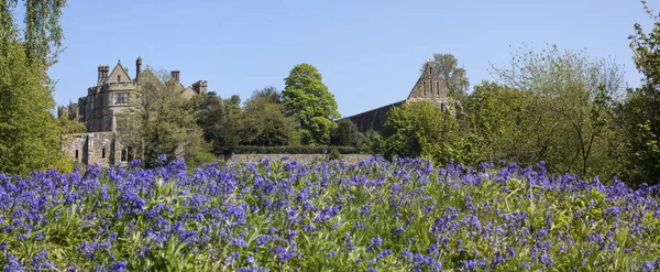 Vue Panoramique Sur Les Bluebells Direction Battle Abbey Battle Abbey — Photo