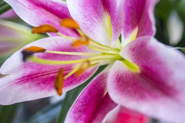 Lilies Abstract — Stockfoto