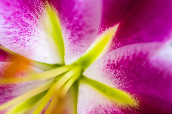 Lilies Abstract — Stockfoto