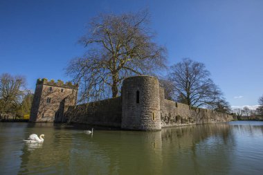 Wells, İngiltere - 16 Mart 2020: Kuğular Wells, Somerset, İngiltere 'deki Bishops Sarayı' nı çevreleyen hendekte yüzüyor.
