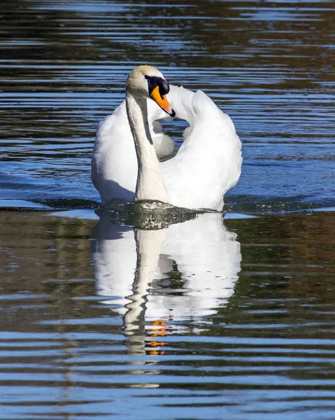 Wells Reino Unido Marzo 2020 Uno Los Cisnes Nadando Foso —  Fotos de Stock