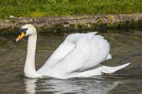 Wells March 16Th 2020 One Swans Swimming Moat Surrounding Bishops — Stock Photo, Image