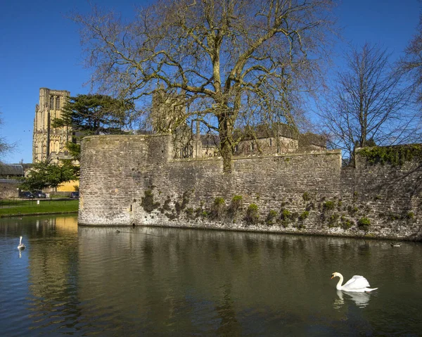 Wells Reino Unido Março 2020 Cisnes Nadando Fosso Redor Histórico — Fotografia de Stock