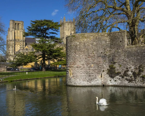 Wells March 16Th 2020 Swans Swimming Moat Surrounding Historic Bishops — Stock Photo, Image