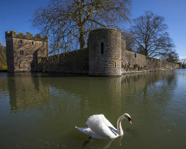 Wells Royaume Uni Mars 2020 Des Cygnes Nage Dans Les — Photo