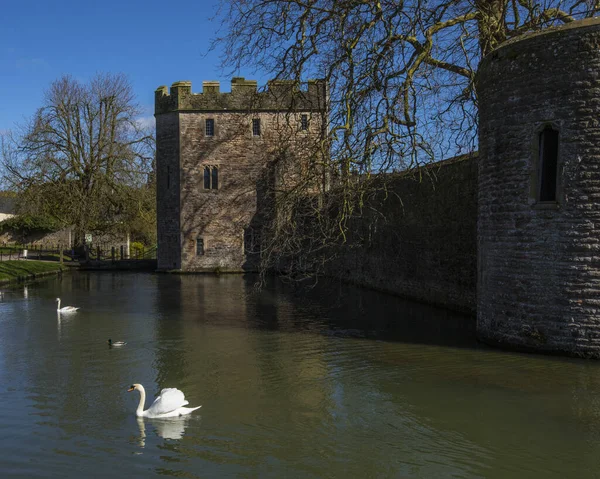 Wells March 2020 Swans Swim Moat Historic Bishops Palace Wells — 스톡 사진