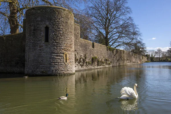 Wells Egyesült Királyság 2020 Március Swan Duck Swimming Stat Surrounding — Stock Fotó