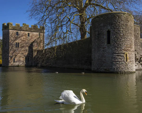 Wells Reino Unido Março 2020 Dos Cisnes Nadando Fosso Redor — Fotografia de Stock