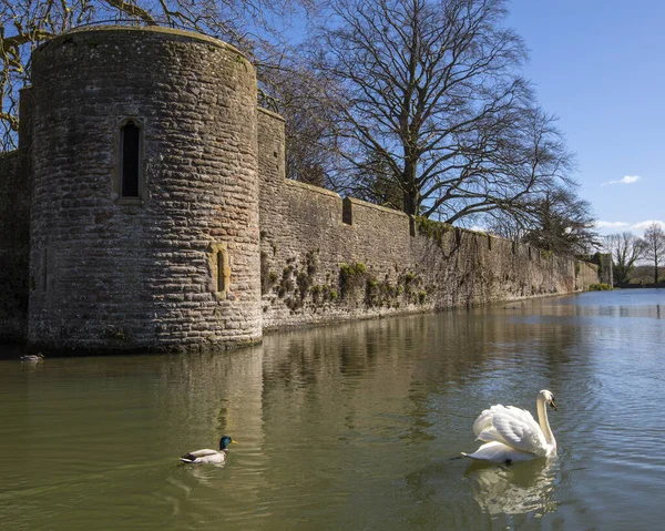 Wells Großbritannien März 2020 Schwan Und Ente Schwimmen Wassergraben Rund — Stockfoto