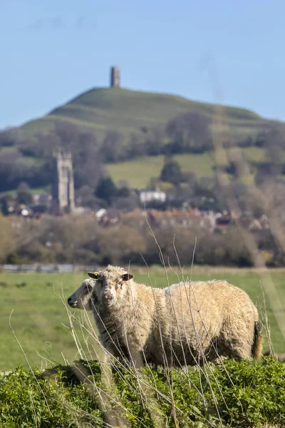 Lampaat Laiduntavat Pellolla Jolla Upea Glastonbury Tor Etäisyydellä Glastonburyssa Somersetissa — kuvapankkivalokuva